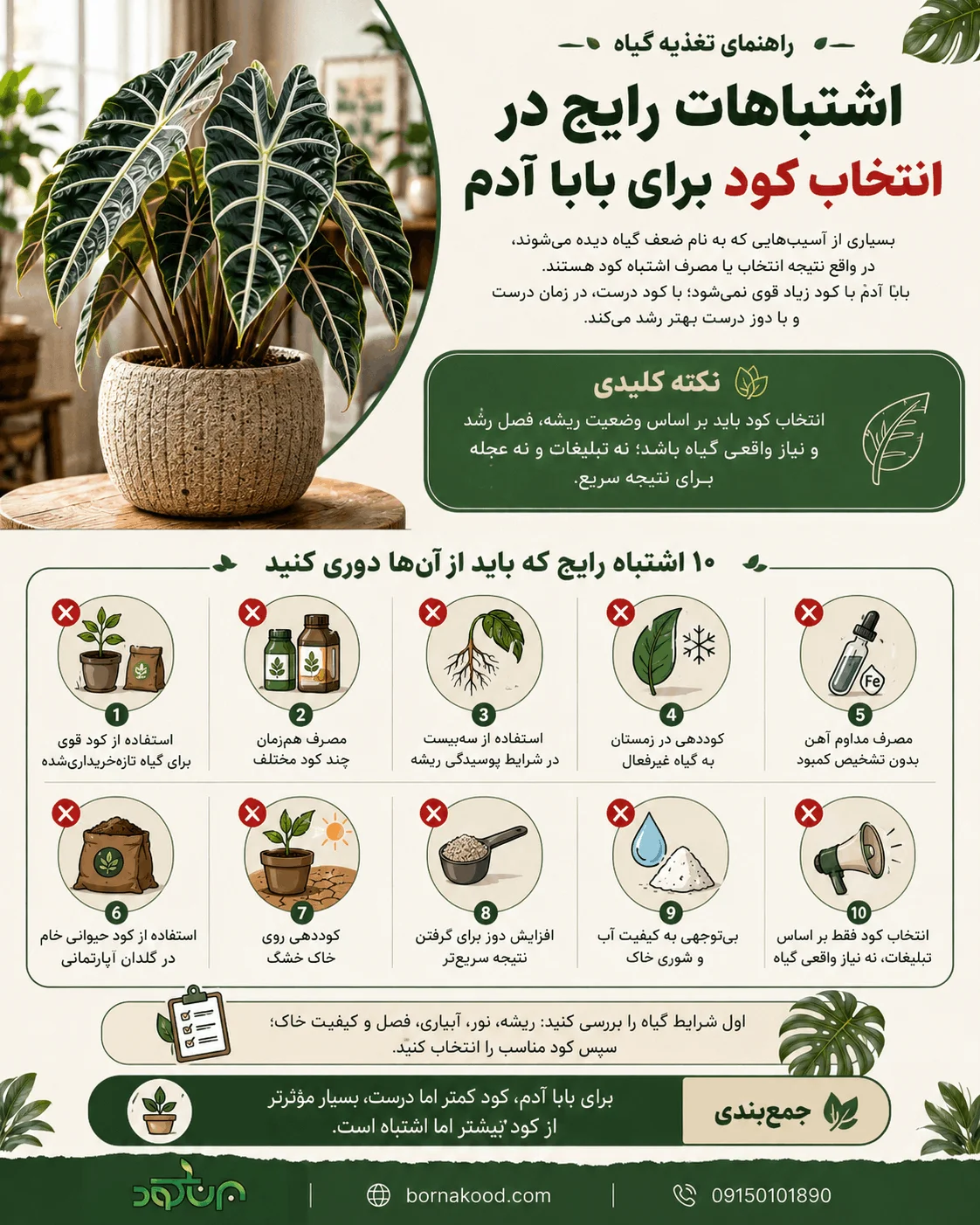 اشتباهات رایج در انتخاب کود برای بابا آدم - برناکود