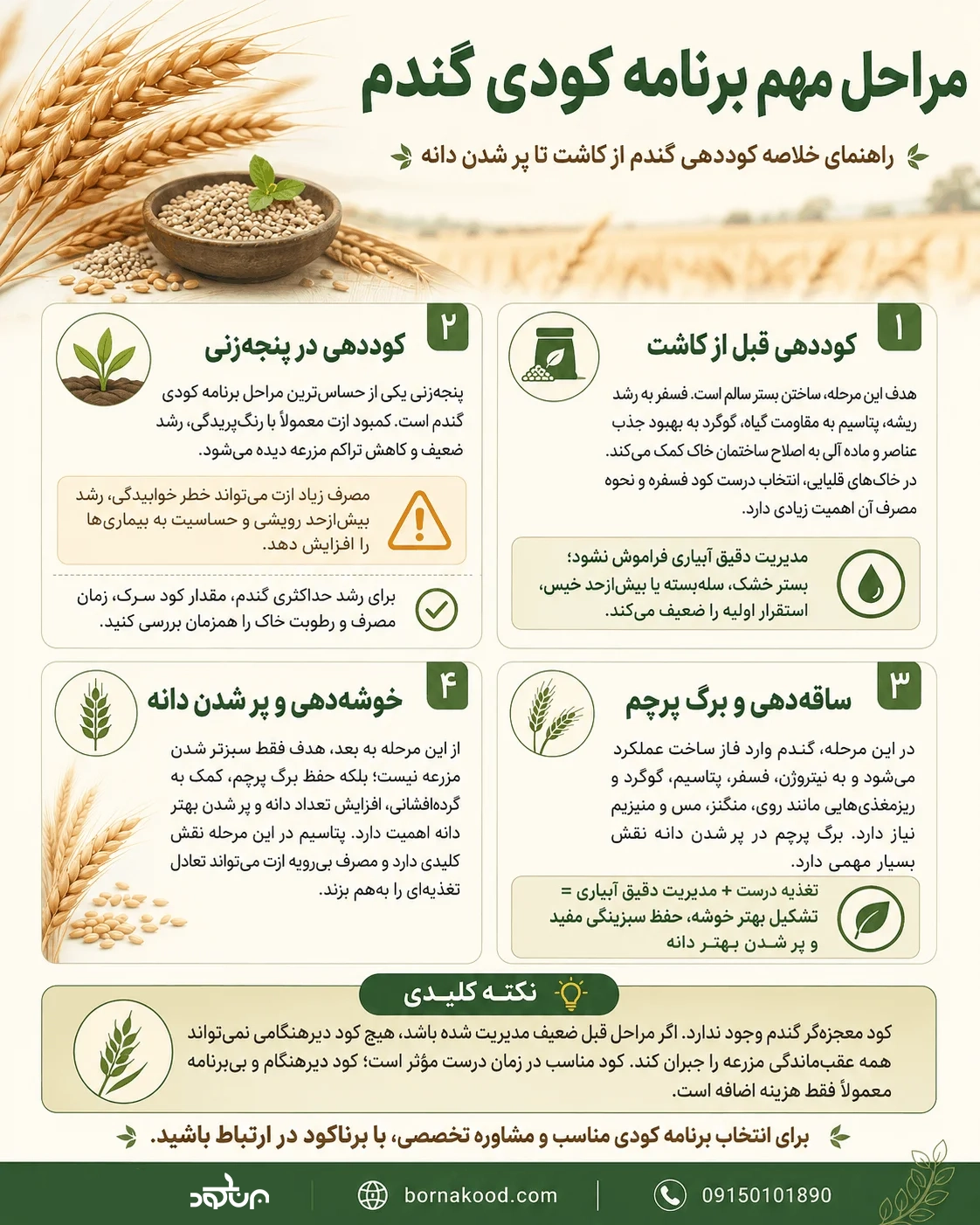 مراحل مهم برنامه کودی گندم - برناکود
