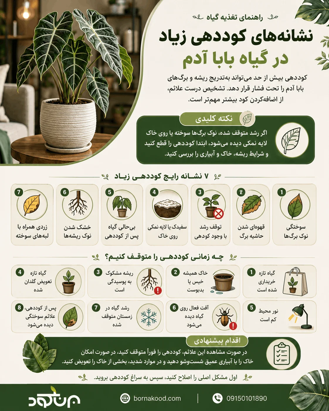 نشانههای کوددهی زیاد به گیاه بابا آدم - برناکود