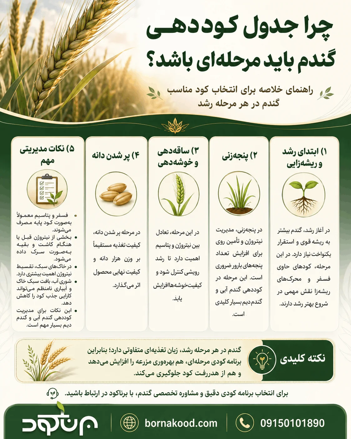 اهمیت مرحلهمحوربودن کوددهی گندم - برناکود