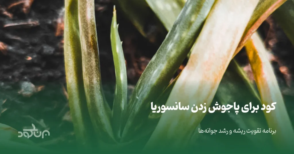 بهترین کود برای پاجوش زدن سانسوریا
