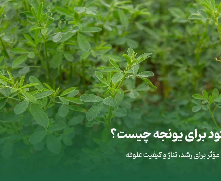 بهترین کود برای یونجه چیست؟ - برناکود