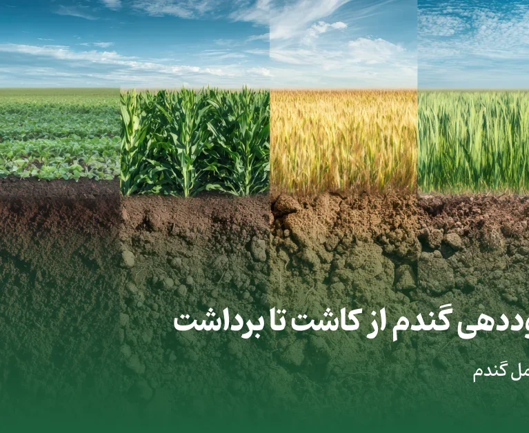 جدول کوددهی گندم از کاشت تا برداشت؛ برنامه کودی کامل گندم - برناکود