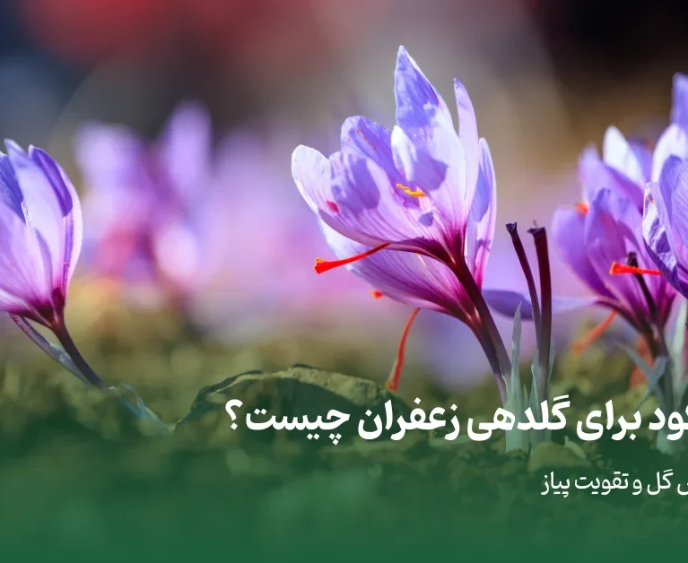 بهترین کود برای گلدهی زعفران چیست؟ - برناکود