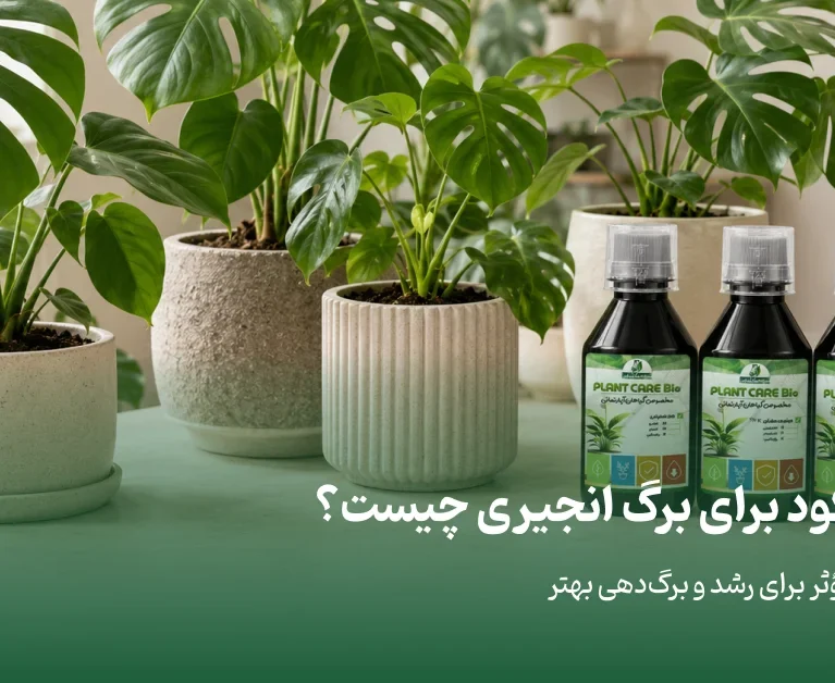 بهترین کود برای برگ انجیری چیست؟ بررسی ۴ کود مؤثر برای رشد و برگ‌دهی بهتر - برناکود