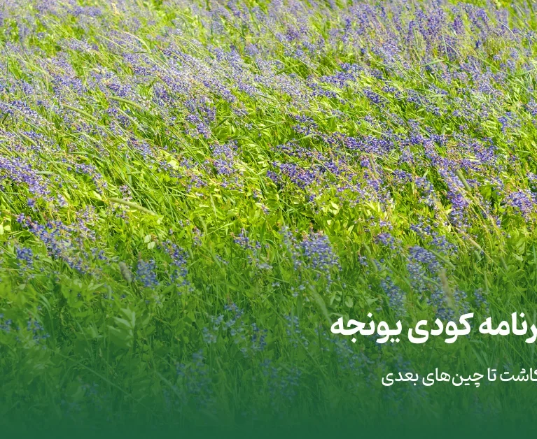 بهترین برنامه کودی یونجه؛ برنامه کامل از کاشت تا چین‌های بعدی - برناکود