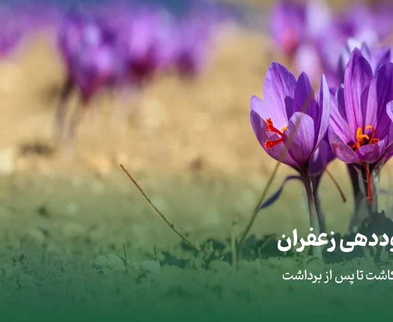 جدول کوددهی زعفران؛ برنامه کامل از کاشت تا پس از برداشت - برناکود